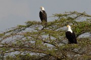 Fish eagle pair : 2014 Uganda